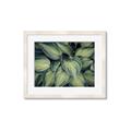 Picture of Chinese Evergreen  _GroupedProduct_Rectangle_Landscape_Photography _GroupedProduct_Rectangle_Landscape_Framed_Matted_