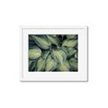 Picture of Chinese Evergreen  _GroupedProduct_Rectangle_Landscape_Photography _GroupedProduct_Rectangle_Landscape_Framed_Matted_