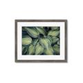 Picture of Chinese Evergreen  _GroupedProduct_Rectangle_Landscape_Photography _GroupedProduct_Rectangle_Landscape_Framed_Matted_