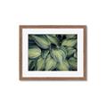 Picture of Chinese Evergreen  _GroupedProduct_Rectangle_Landscape_Photography _GroupedProduct_Rectangle_Landscape_Framed_Matted_
