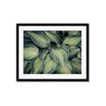 Picture of Chinese Evergreen  _GroupedProduct_Rectangle_Landscape_Photography _GroupedProduct_Rectangle_Landscape_Framed_Matted_