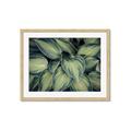 Picture of Chinese Evergreen  _GroupedProduct_Rectangle_Landscape_Photography _GroupedProduct_Rectangle_Landscape_Framed_Matted_