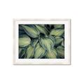 Picture of Chinese Evergreen  _GroupedProduct_Rectangle_Landscape_Photography _GroupedProduct_Rectangle_Landscape_Framed_Matted_