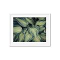 Picture of Chinese Evergreen  _GroupedProduct_Rectangle_Landscape_Photography _GroupedProduct_Rectangle_Landscape_Framed_Matted_