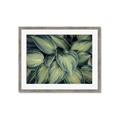 Picture of Chinese Evergreen  _GroupedProduct_Rectangle_Landscape_Photography _GroupedProduct_Rectangle_Landscape_Framed_Matted_