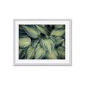 Picture of Chinese Evergreen  _GroupedProduct_Rectangle_Landscape_Photography _GroupedProduct_Rectangle_Landscape_Framed_Matted_