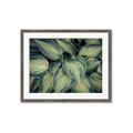 Picture of Chinese Evergreen  _GroupedProduct_Rectangle_Landscape_Photography _GroupedProduct_Rectangle_Landscape_Framed_Matted_