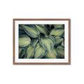 Picture of Chinese Evergreen  _GroupedProduct_Rectangle_Landscape_Photography _GroupedProduct_Rectangle_Landscape_Framed_Matted_