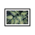 Picture of Chinese Evergreen  _GroupedProduct_Rectangle_Landscape_Photography _GroupedProduct_Rectangle_Landscape_Framed_Matted_
