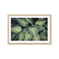 Picture of Chinese Evergreen  _GroupedProduct_Rectangle_Landscape_Photography _GroupedProduct_Rectangle_Landscape_Framed_Matted_
