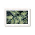 Picture of Chinese Evergreen  _GroupedProduct_Rectangle_Landscape_Photography _GroupedProduct_Rectangle_Landscape_Framed_Matted_