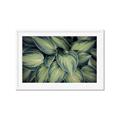 Picture of Chinese Evergreen  _GroupedProduct_Rectangle_Landscape_Photography _GroupedProduct_Rectangle_Landscape_Framed_Matted_