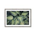 Picture of Chinese Evergreen  _GroupedProduct_Rectangle_Landscape_Photography _GroupedProduct_Rectangle_Landscape_Framed_Matted_