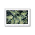 Picture of Chinese Evergreen  _GroupedProduct_Rectangle_Landscape_Photography _GroupedProduct_Rectangle_Landscape_Framed_Matted_