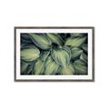 Picture of Chinese Evergreen  _GroupedProduct_Rectangle_Landscape_Photography _GroupedProduct_Rectangle_Landscape_Framed_Matted_