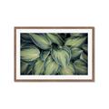 Picture of Chinese Evergreen  _GroupedProduct_Rectangle_Landscape_Photography _GroupedProduct_Rectangle_Landscape_Framed_Matted_