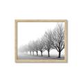 Picture of Lined Up Trees _GroupedProduct_Rectangle_Landscape_Photography _GroupedProduct_Rectangle_Landscape_Framed_Matted_