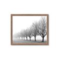 Picture of Lined Up Trees _GroupedProduct_Rectangle_Landscape_Photography _GroupedProduct_Rectangle_Landscape_Framed_Matted_