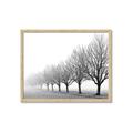 Picture of Lined Up Trees _GroupedProduct_Rectangle_Landscape_Photography _GroupedProduct_Rectangle_Landscape_Framed_Matted_