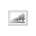 Picture of Lined Up Trees _GroupedProduct_Rectangle_Landscape_Photography _GroupedProduct_Rectangle_Landscape_Framed_Matted_