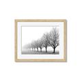 Picture of Lined Up Trees _GroupedProduct_Rectangle_Landscape_Photography _GroupedProduct_Rectangle_Landscape_Framed_Matted_