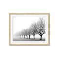 Picture of Lined Up Trees _GroupedProduct_Rectangle_Landscape_Photography _GroupedProduct_Rectangle_Landscape_Framed_Matted_