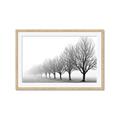 Picture of Lined Up Trees _GroupedProduct_Rectangle_Landscape_Photography _GroupedProduct_Rectangle_Landscape_Framed_Matted_