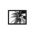 Picture of Black Palm  _GroupedProduct_Rectangle_Landscape_Photography _GroupedProduct_Rectangle_Landscape_Framed_Matted_