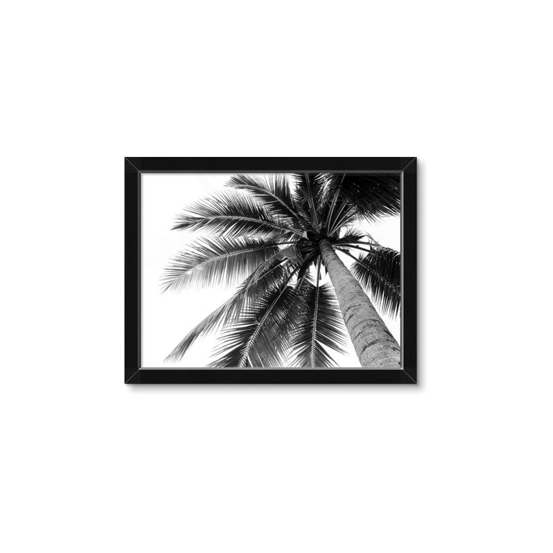 Picture of Black Palm  _GroupedProduct_Rectangle_Landscape_Photography _GroupedProduct_Rectangle_Landscape_Framed_Matted_