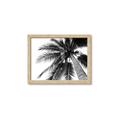 Picture of Black Palm  _GroupedProduct_Rectangle_Landscape_Photography _GroupedProduct_Rectangle_Landscape_Framed_Matted_