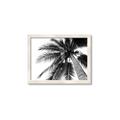 Picture of Black Palm  _GroupedProduct_Rectangle_Landscape_Photography _GroupedProduct_Rectangle_Landscape_Framed_Matted_