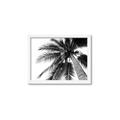Picture of Black Palm  _GroupedProduct_Rectangle_Landscape_Photography _GroupedProduct_Rectangle_Landscape_Framed_Matted_