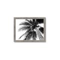 Picture of Black Palm  _GroupedProduct_Rectangle_Landscape_Photography _GroupedProduct_Rectangle_Landscape_Framed_Matted_