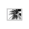 Picture of Black Palm  _GroupedProduct_Rectangle_Landscape_Photography _GroupedProduct_Rectangle_Landscape_Framed_Matted_
