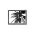 Picture of Black Palm  _GroupedProduct_Rectangle_Landscape_Photography _GroupedProduct_Rectangle_Landscape_Framed_Matted_