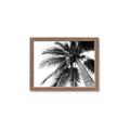 Picture of Black Palm  _GroupedProduct_Rectangle_Landscape_Photography _GroupedProduct_Rectangle_Landscape_Framed_Matted_