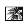 Picture of Black Palm  _GroupedProduct_Rectangle_Landscape_Photography _GroupedProduct_Rectangle_Landscape_Framed_Matted_