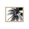 Picture of Black Palm  _GroupedProduct_Rectangle_Landscape_Photography _GroupedProduct_Rectangle_Landscape_Framed_Matted_