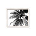 Picture of Black Palm  _GroupedProduct_Rectangle_Landscape_Photography _GroupedProduct_Rectangle_Landscape_Framed_Matted_