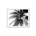 Picture of Black Palm  _GroupedProduct_Rectangle_Landscape_Photography _GroupedProduct_Rectangle_Landscape_Framed_Matted_