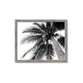 Picture of Black Palm  _GroupedProduct_Rectangle_Landscape_Photography _GroupedProduct_Rectangle_Landscape_Framed_Matted_