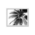 Picture of Black Palm  _GroupedProduct_Rectangle_Landscape_Photography _GroupedProduct_Rectangle_Landscape_Framed_Matted_