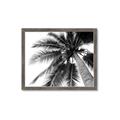 Picture of Black Palm  _GroupedProduct_Rectangle_Landscape_Photography _GroupedProduct_Rectangle_Landscape_Framed_Matted_