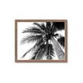 Picture of Black Palm  _GroupedProduct_Rectangle_Landscape_Photography _GroupedProduct_Rectangle_Landscape_Framed_Matted_