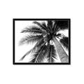 Picture of Black Palm  _GroupedProduct_Rectangle_Landscape_Photography _GroupedProduct_Rectangle_Landscape_Framed_Matted_