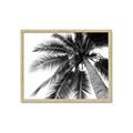 Picture of Black Palm  _GroupedProduct_Rectangle_Landscape_Photography _GroupedProduct_Rectangle_Landscape_Framed_Matted_