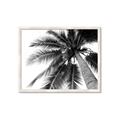 Picture of Black Palm  _GroupedProduct_Rectangle_Landscape_Photography _GroupedProduct_Rectangle_Landscape_Framed_Matted_