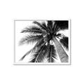 Picture of Black Palm  _GroupedProduct_Rectangle_Landscape_Photography _GroupedProduct_Rectangle_Landscape_Framed_Matted_