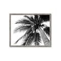 Picture of Black Palm  _GroupedProduct_Rectangle_Landscape_Photography _GroupedProduct_Rectangle_Landscape_Framed_Matted_