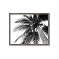 Picture of Black Palm  _GroupedProduct_Rectangle_Landscape_Photography _GroupedProduct_Rectangle_Landscape_Framed_Matted_
